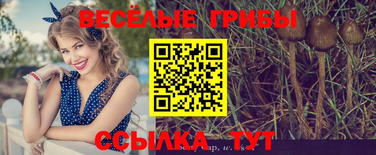 Псилоцибиновые грибы Psilocybe Якутск